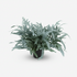 Phlebodium Aureum &