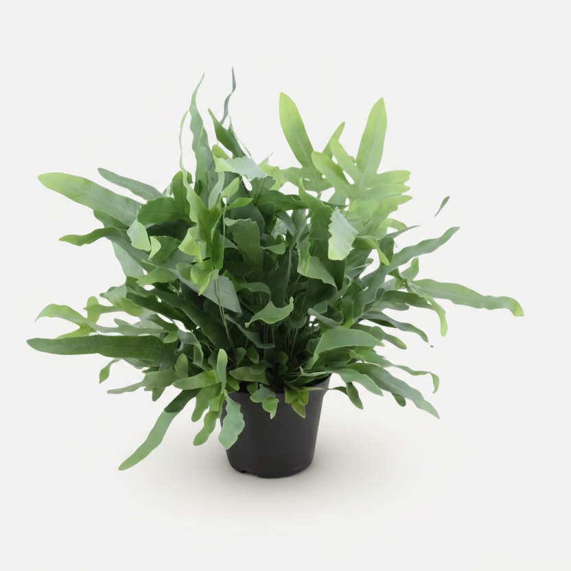 Phlebodium Aureum &
