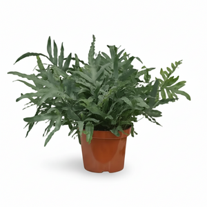 kentia palme kaufen ikea Kentia-Palme – Howea forsteriana - 200 cm main image 1