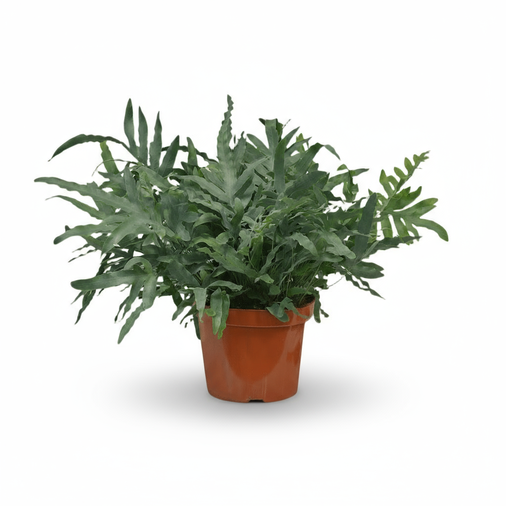 Phlebodium aureum ‘Blue Star’ – Fougère bleue tropicale - Verdeia