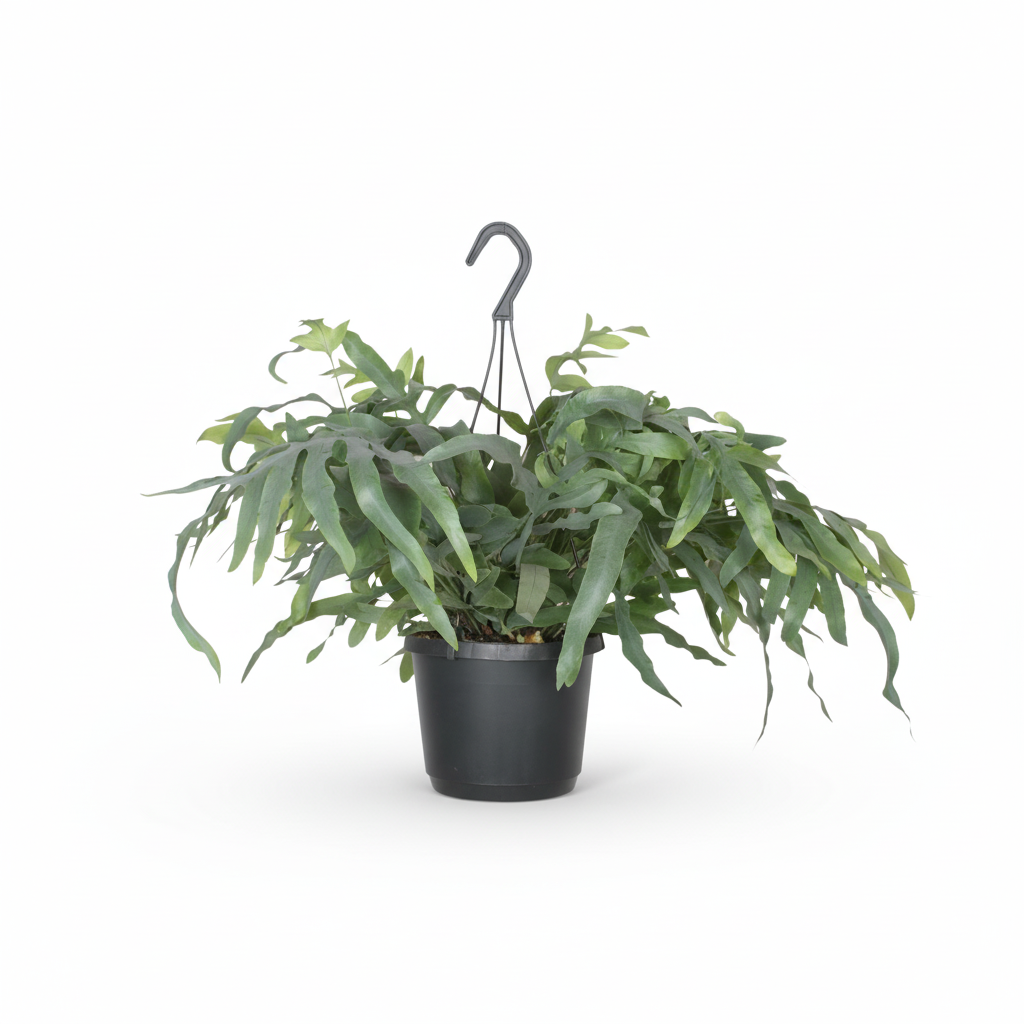 Phlebodium Aureum &