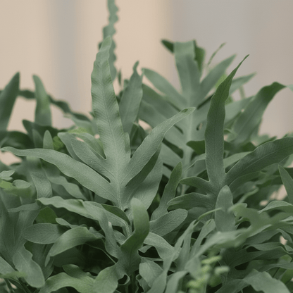 Phlebodium aureum ‘Blue Star’ – Fougère bleue tropicale - Verdeia