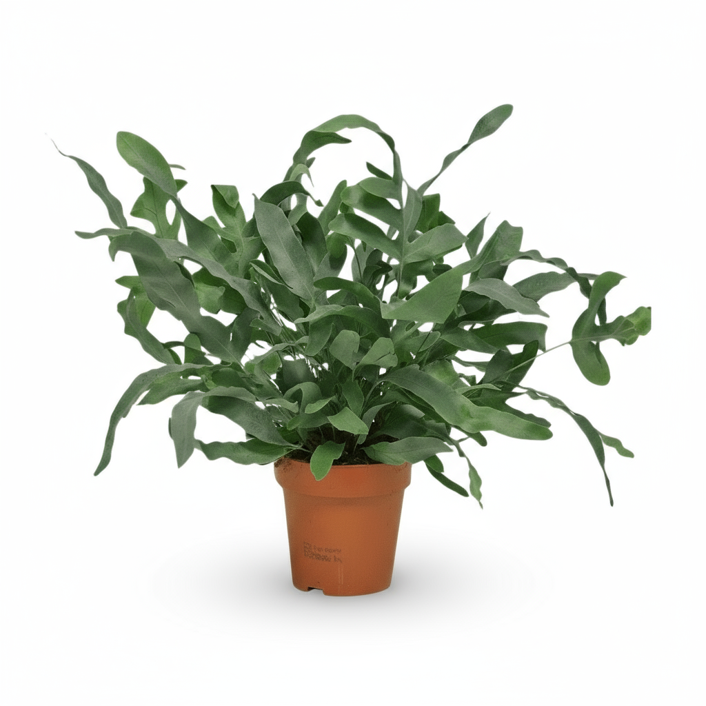 Phlebodium aureum ‘Blue Star’ – Fougère bleue tropicale - Verdeia