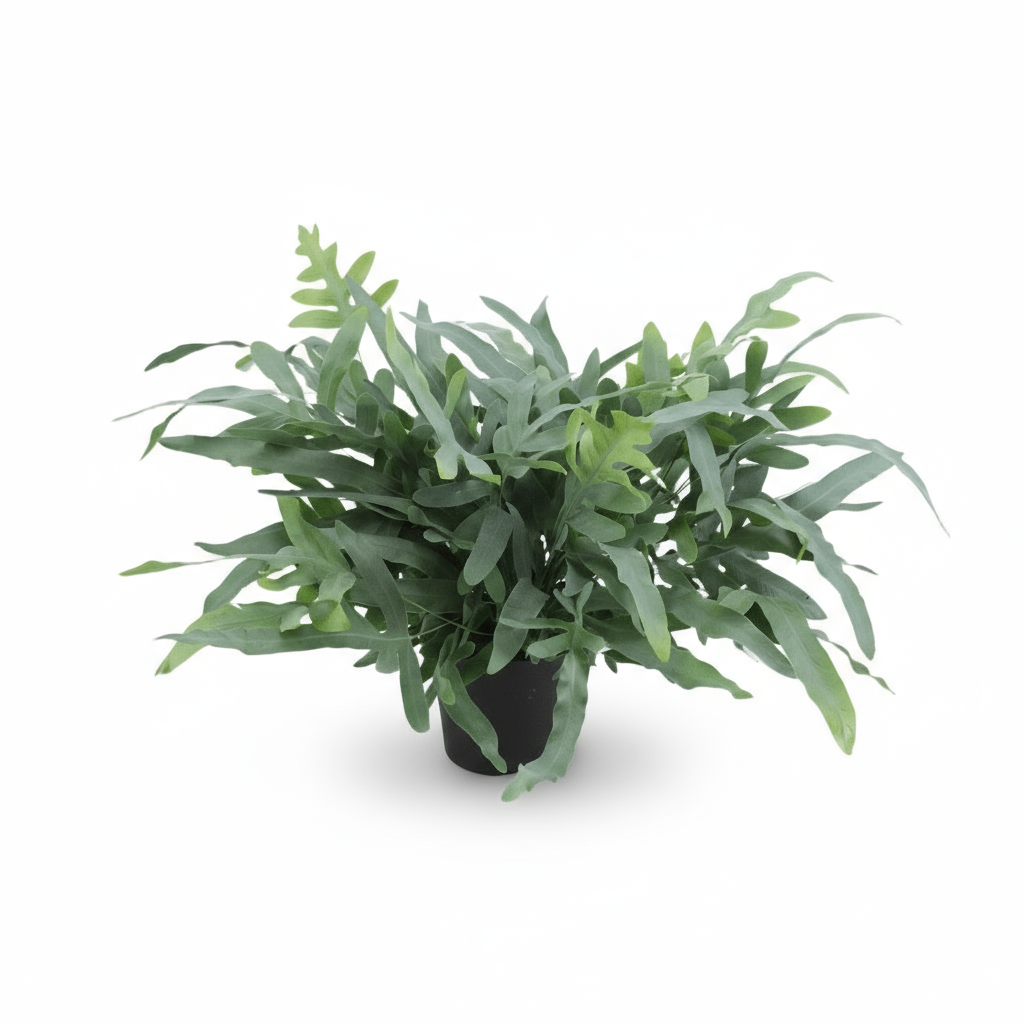 Phlebodium aureum ‘Blue Star’ – Fougère bleue tropicale - Verdeia