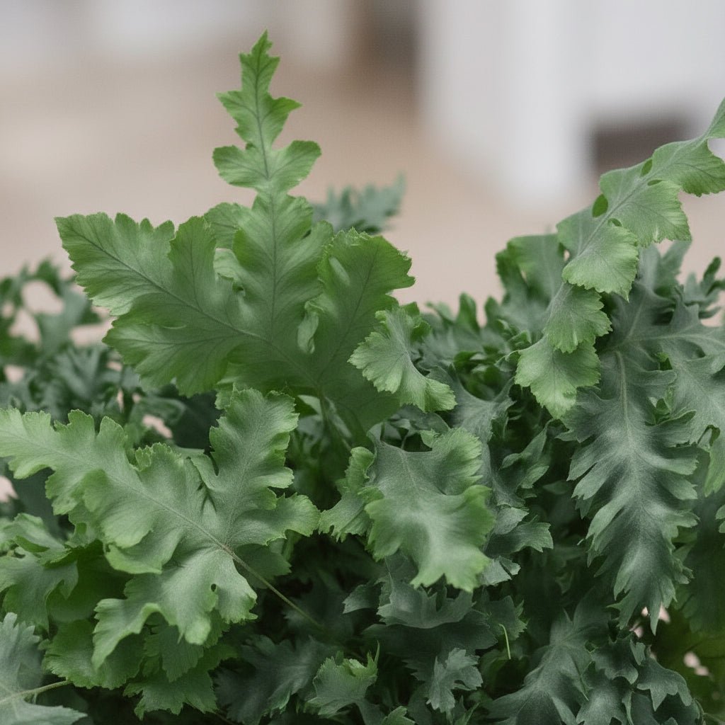 Phlebodium Davana – elegancka niebieskawa paproć - Verdeia - 2