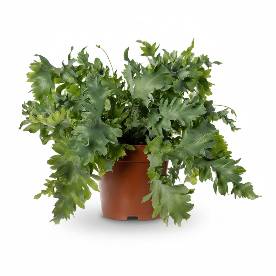 Phlebodium Davana – Helecho azul elegante - Verdeia - 1