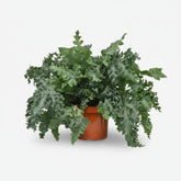 Phlebodium Davana – Helecho azul elegante - Verdeia - 5