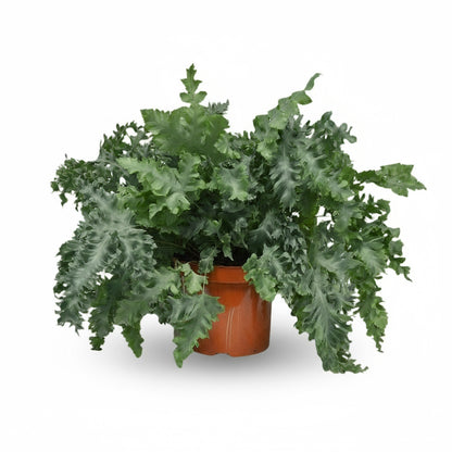 Phlebodium Davana – Fougère bleutée élégante - Verdeia