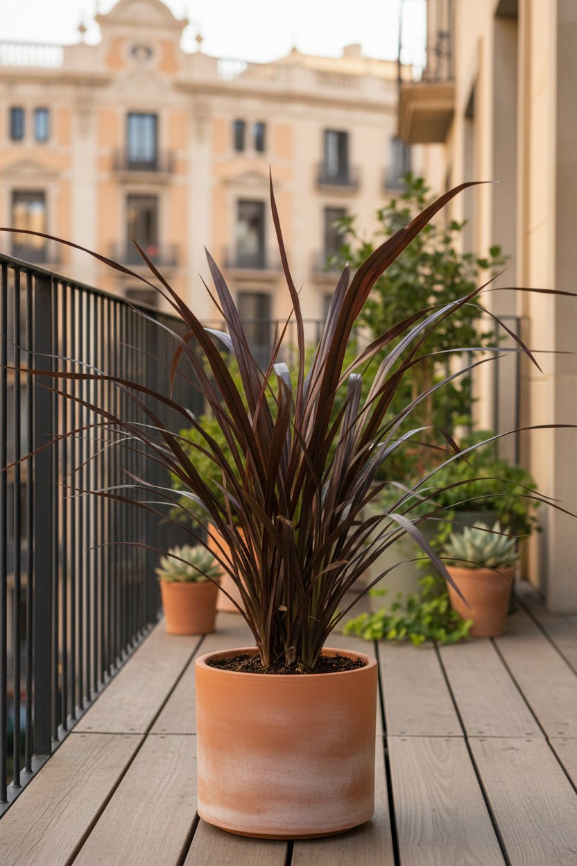 Phormium &