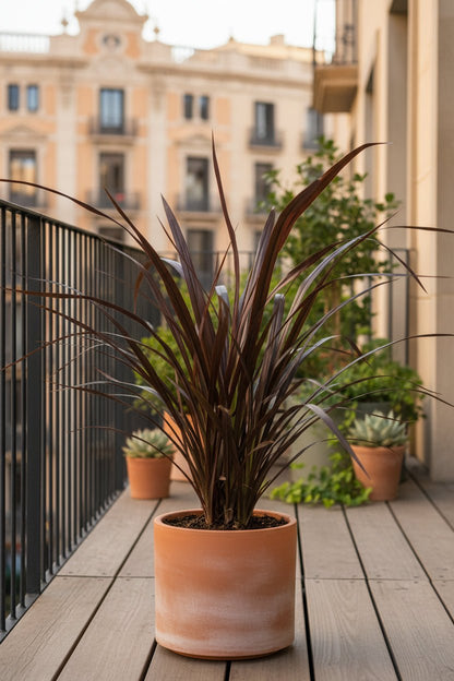 Phormium &