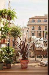 Phormium &