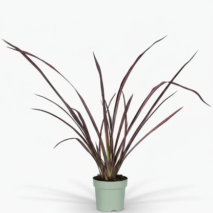 Phormium ‘Pink Flamingo’ – Lin de Nouvelle - Zélande rose - Verdeia