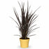 Phormium Rubra Nana (Lino de Nueva Zelanda rojo) - Verdeia - 3