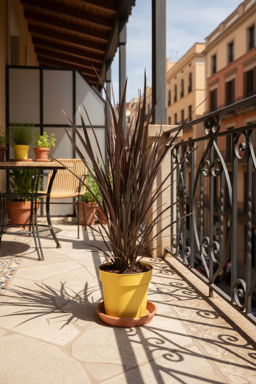 Phormium Rubra Nana (Lino della Nuova Zelanda rosso) - Verdeia - 5