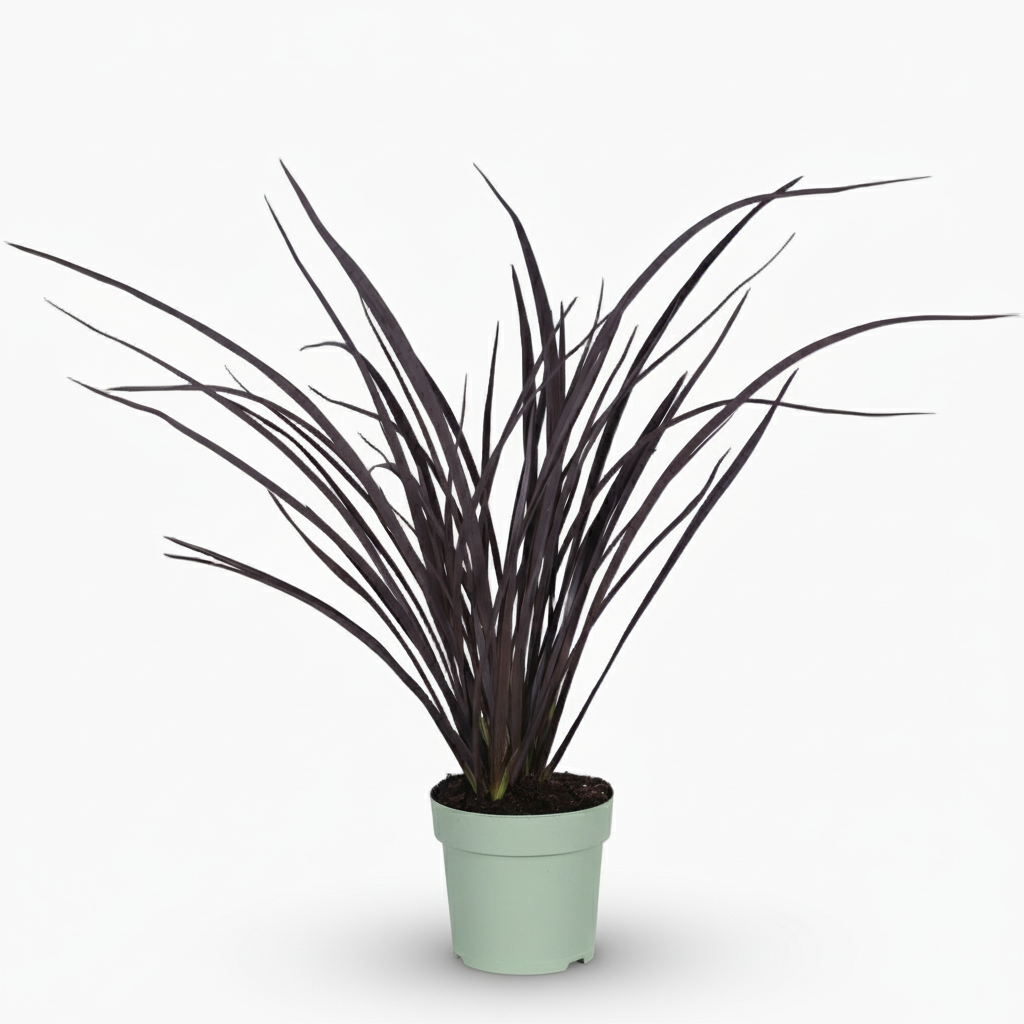 Phormium ‘Rubra Nana’ – Lin de Nouvelle - Zélande rouge - Verdeia