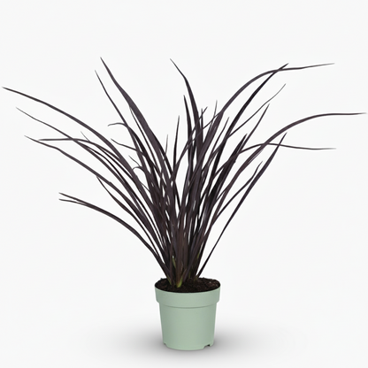 Phormium ‘Rubra Nana’ – Lin de Nouvelle - Zélande rouge - Verdeia