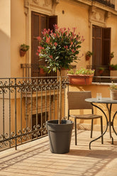 Photinia fraseri &