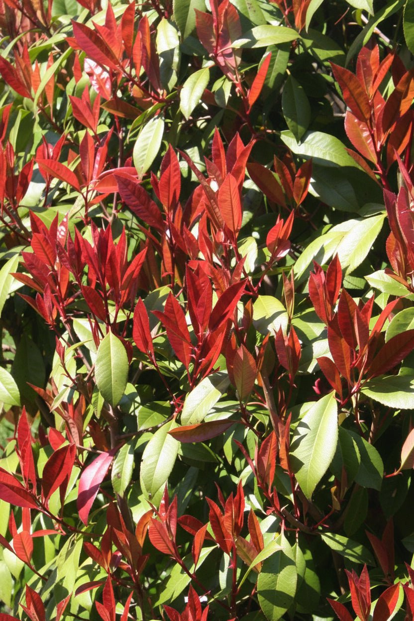 Photinia fraseri &
