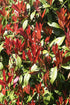 Photinia fraseri &