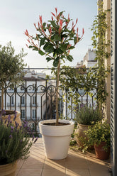 Photinia fraseri &