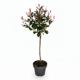 Photinia fraseri &