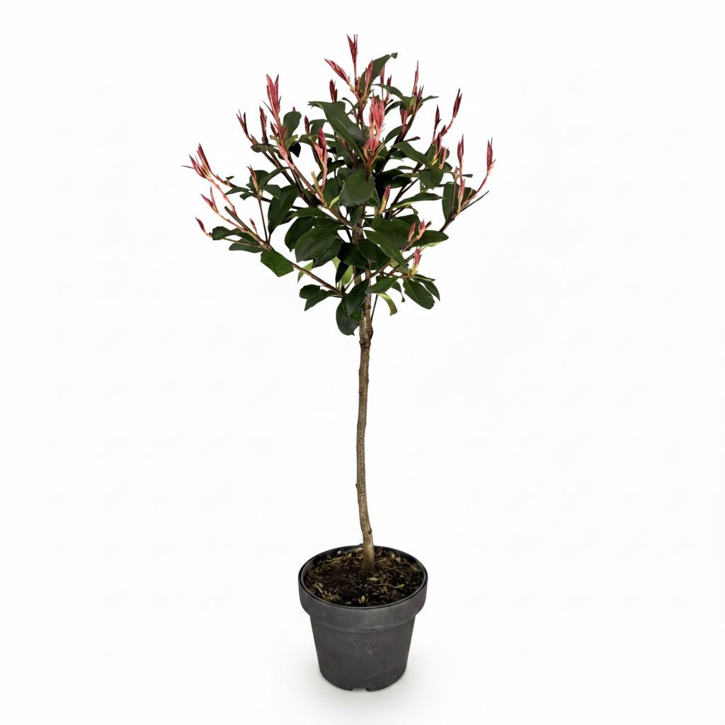 Photinia fraseri &