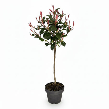 Photinia fraseri &