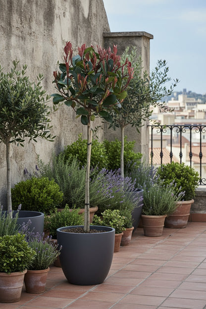 Photinia fraseri &