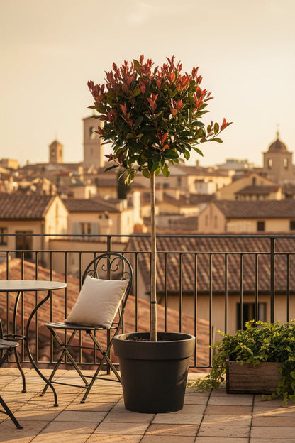 Photinia fraseri &