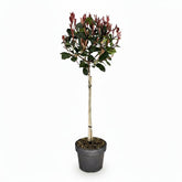 Photinia fraseri &