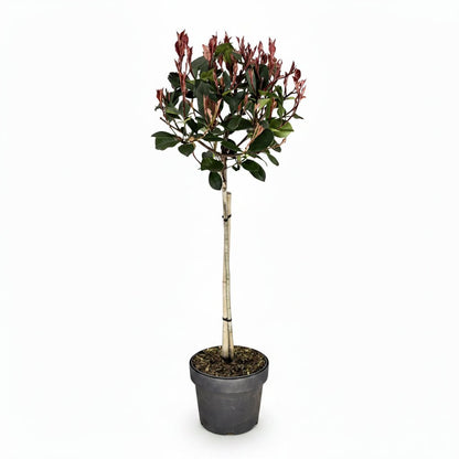 Photinia fraseri &