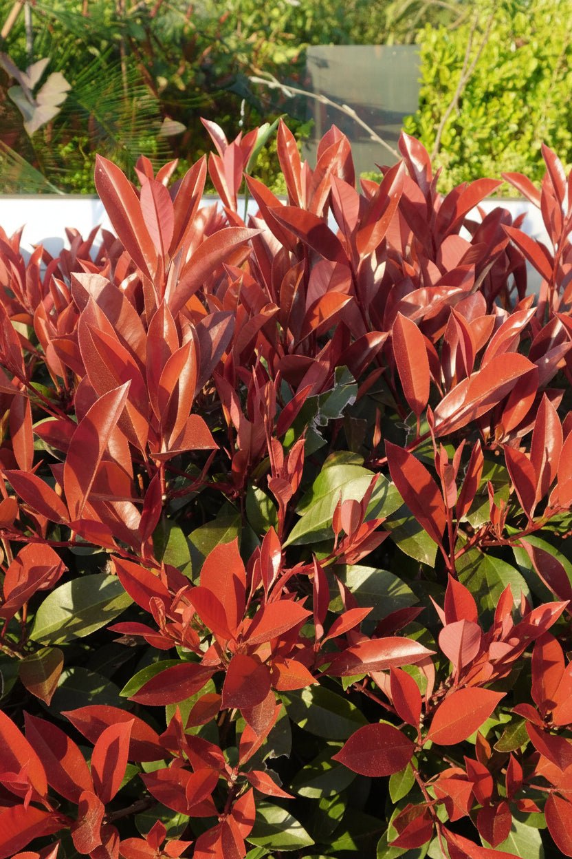 Photinia fraseri &