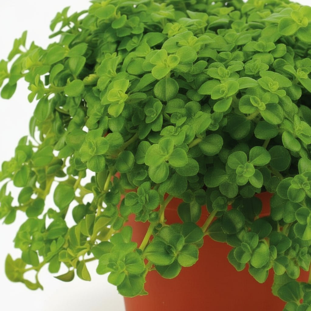 Pilea depressa — Aluminium Plant — Ø10,5 cm - Verdeia