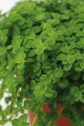 Pilea depressa — Planta de Aluminio — Ø10,5 cm — H15 cm - Verdeia - 2