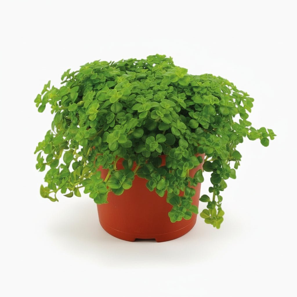 Pilea depressa — Aluminium Plant — Ø10,5 cm - Verdeia