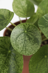 Pilea ‘Mojito’ — Ø13 cm — H20 cm - Verdeia - 2