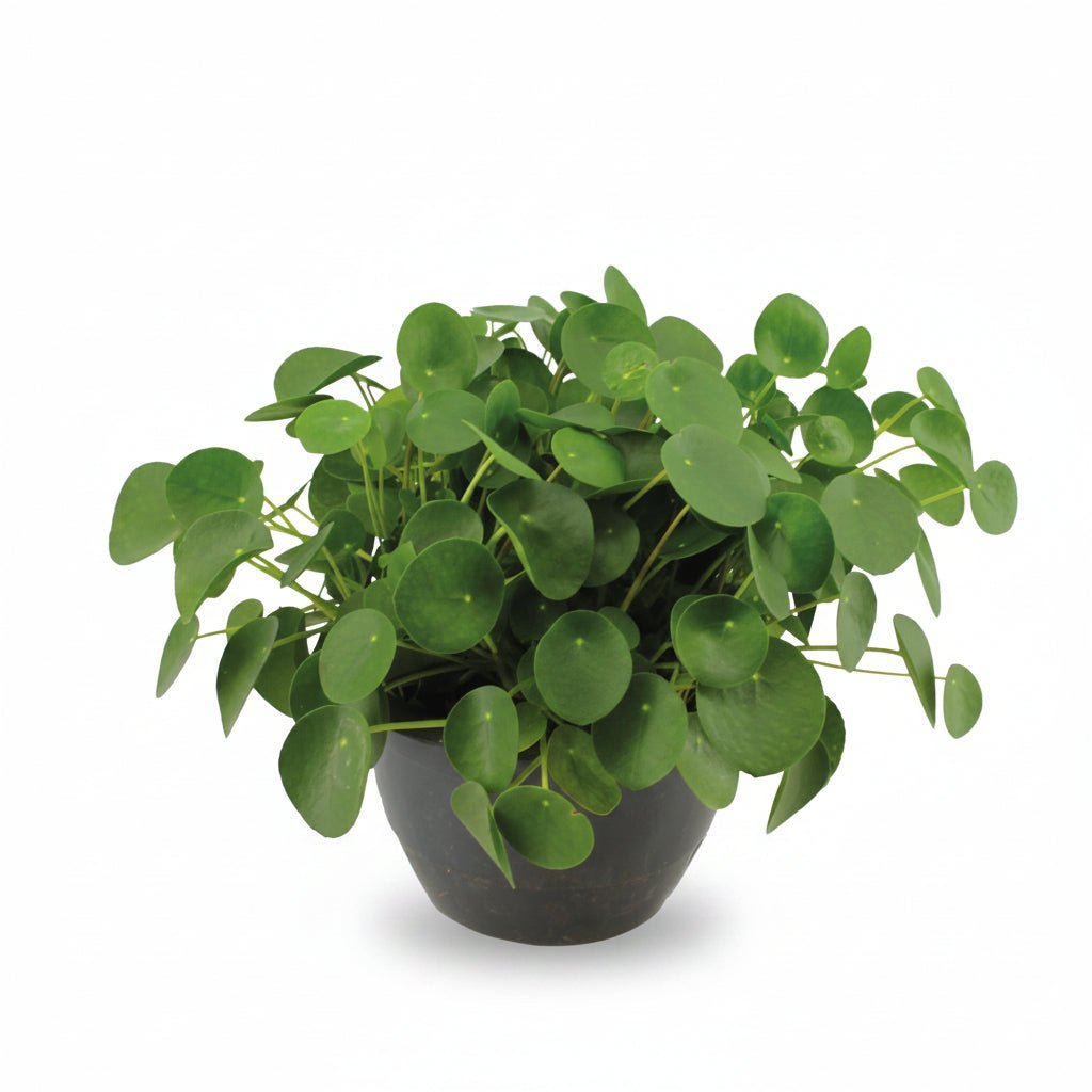 Pilea Peperomioides (Plante à monnaie chinoise) - Verdeia - 7