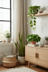 Pilea Peperomioides — Planta de moneda china - Verdeia - 5