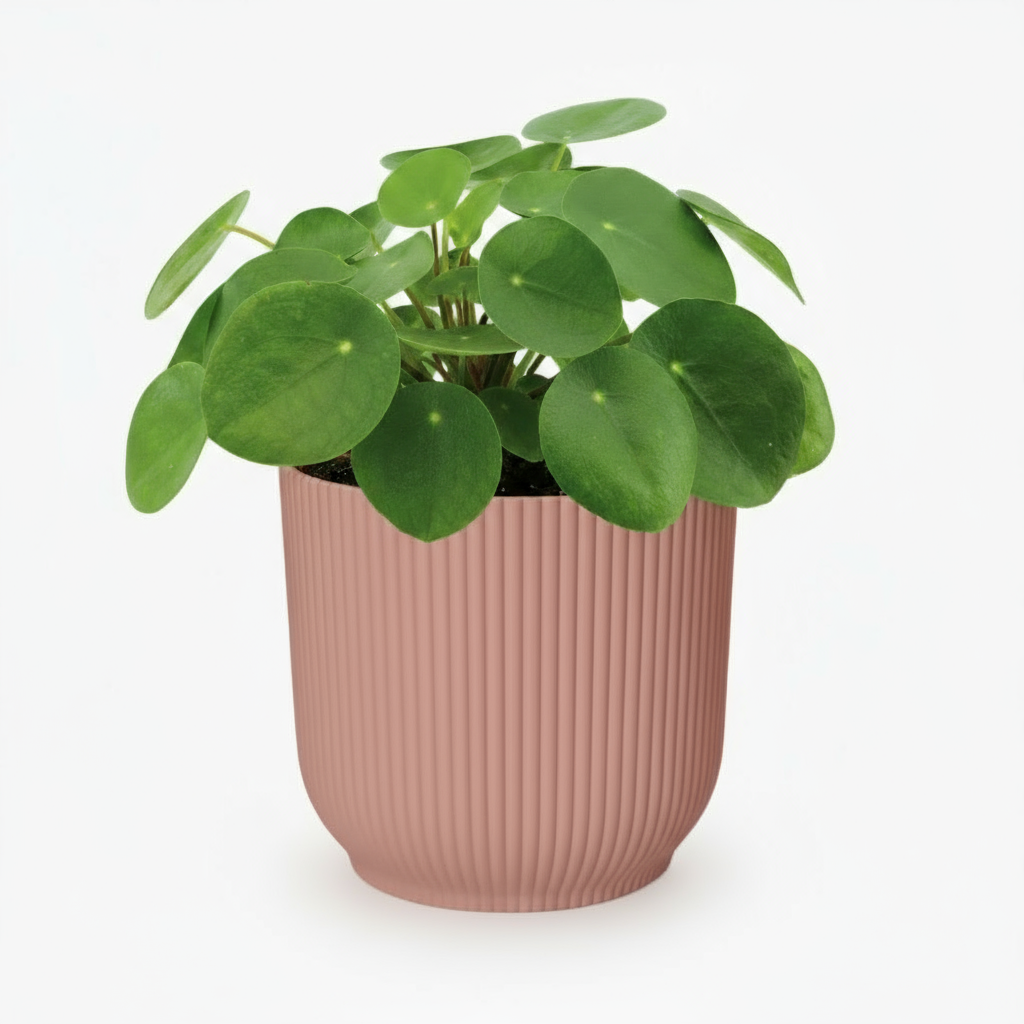 Pilea Peperomioides – Plante à monnaie chinoise - Verdeia