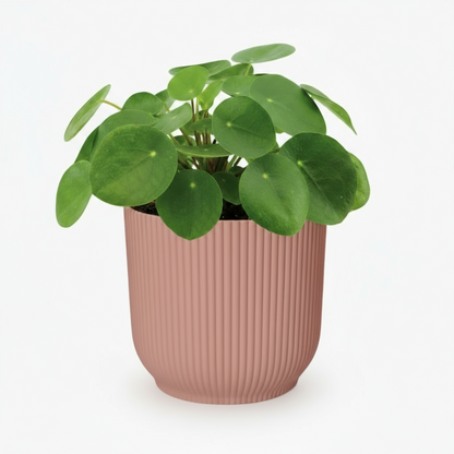 Pilea Peperomioides – Plante à monnaie chinoise - Verdeia