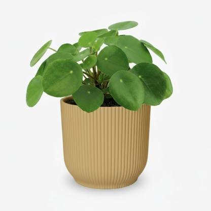 Pilea Peperomioides – Plante à monnaie chinoise - Verdeia