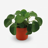 Pilea Peperomioides — Planta de moneda china - Verdeia - 1