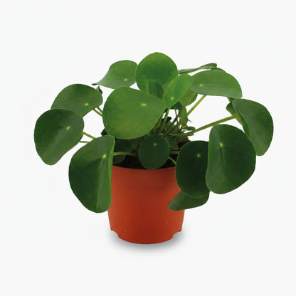 Pilea Peperomioides – Plante à monnaie chinoise - Verdeia