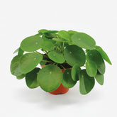 Pilea Peperomioides — Planta de moneda china - Verdeia - 6