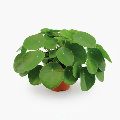 Pilea Peperomioides – Plante à monnaie chinoise - Verdeia