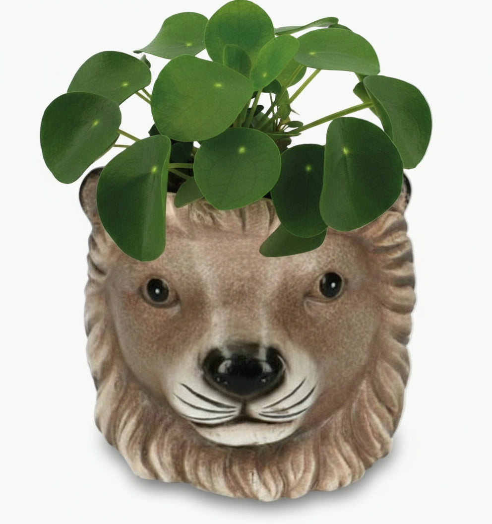 Pilea Peperomioides – Plante à monnaie chinoise - Verdeia