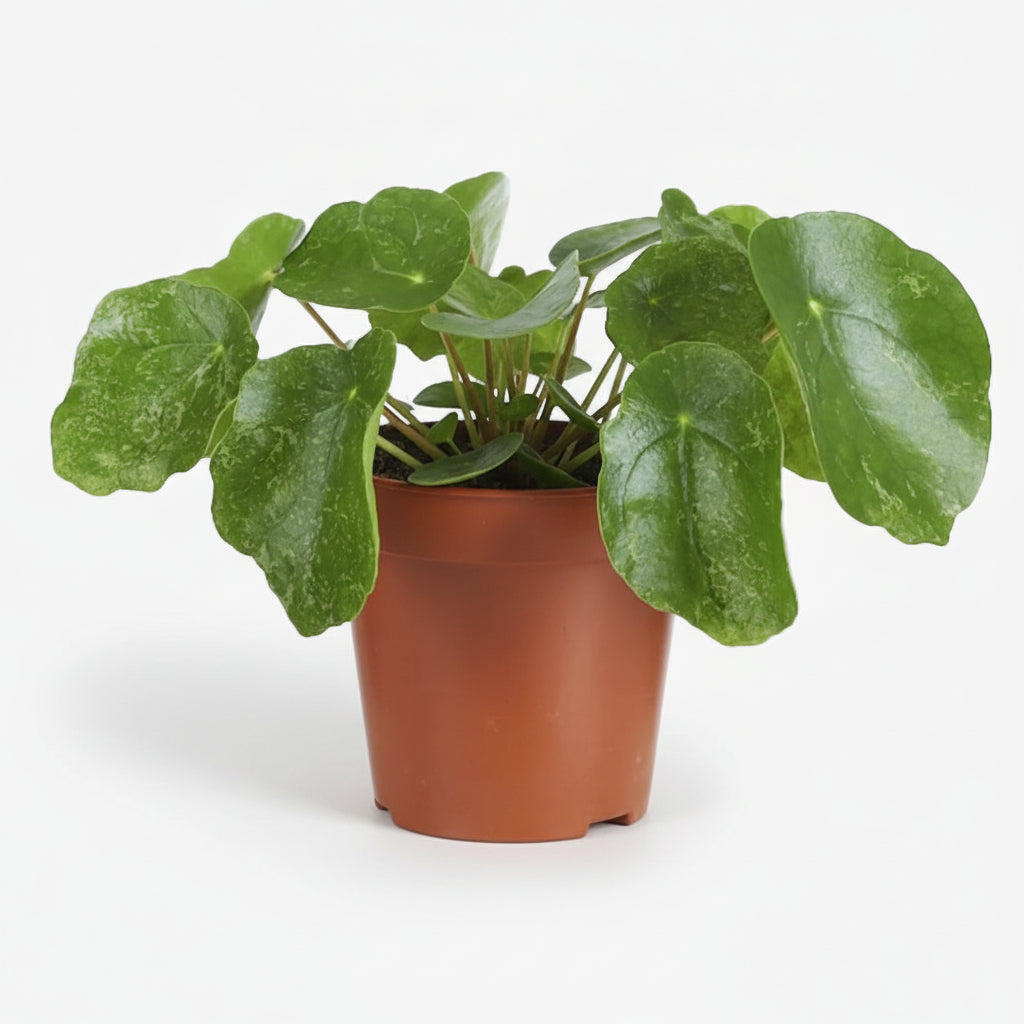 Pilea Sugar — Ø13 cm — H20 cm - Verdeia - 1