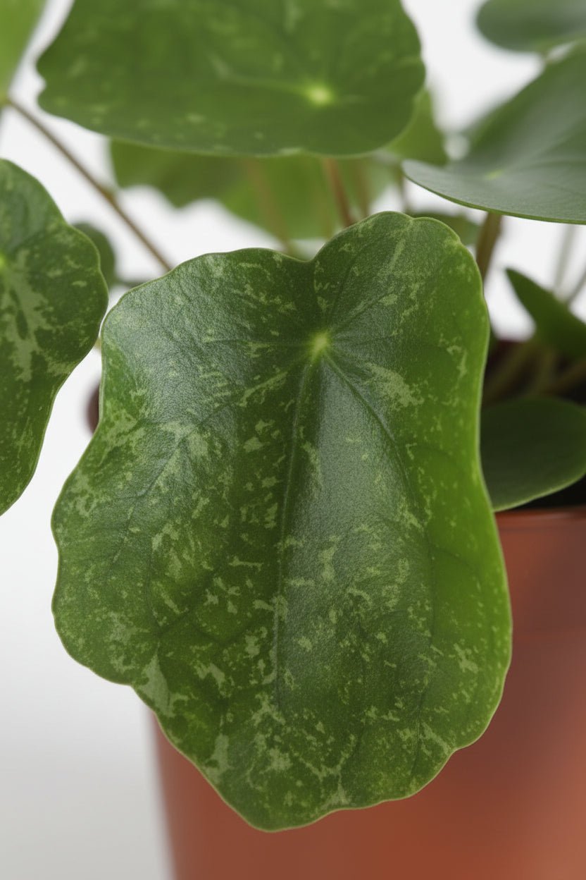 Pilea Sugar — Ø13 cm — H20 cm - Verdeia - 2