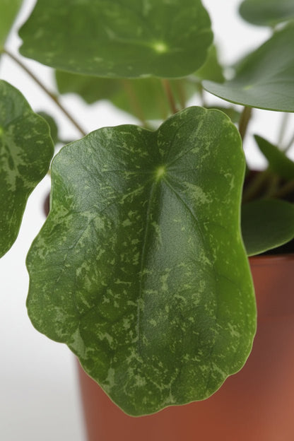 Pilea Sugar — Ø13 cm — H20 cm - Verdeia - 2