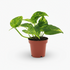 Pilea Sugar – Ø13cm – ↕20cm - Verdeia